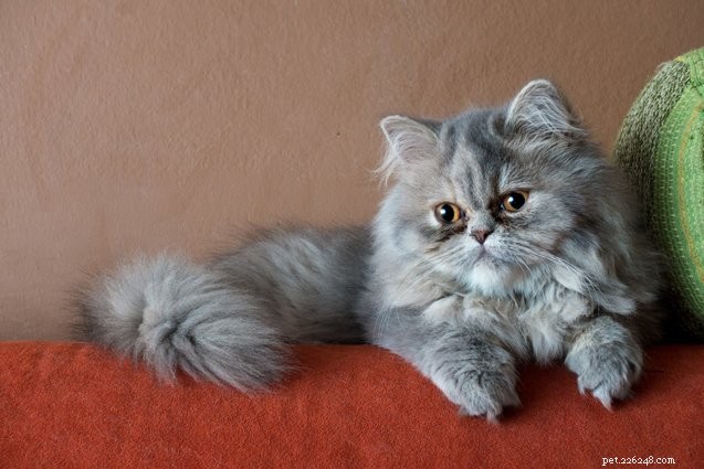 Top 10 Most Affectionate Cat Breeds for Cuddles