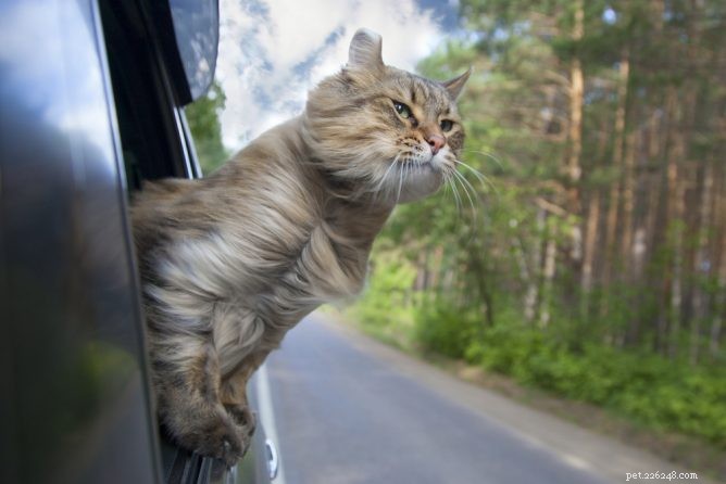 How to Live Full‑Time on the Road in an RV with Your Cats