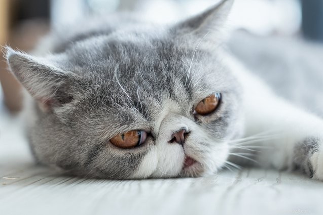 Top 10 Most Affectionate Cat Breeds for Cuddles