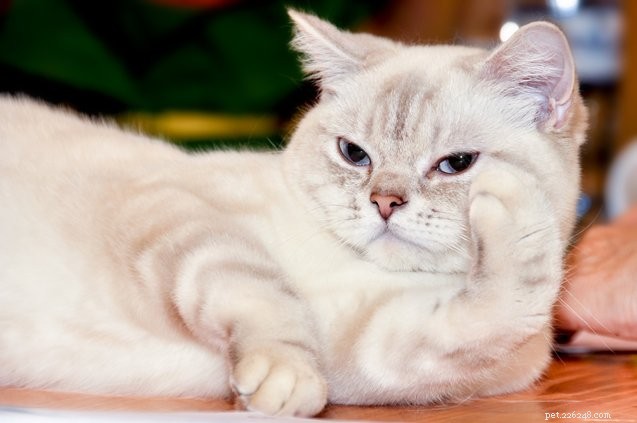 Top 10 Most Affectionate Cat Breeds for Cuddles