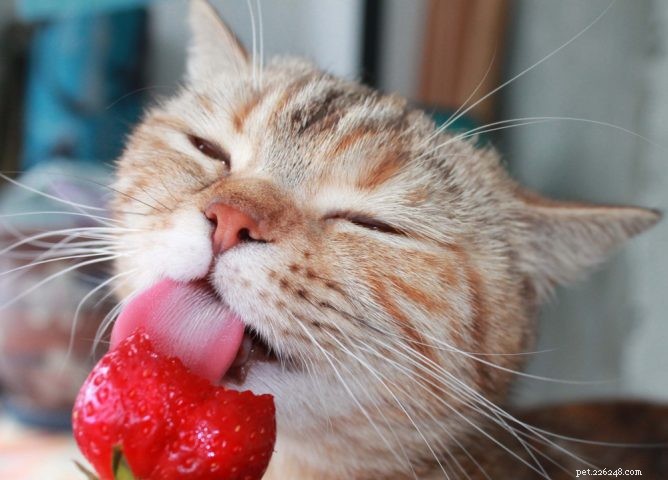 Are Strawberries Safe for Cats? A Guide to Feeding Your Feline