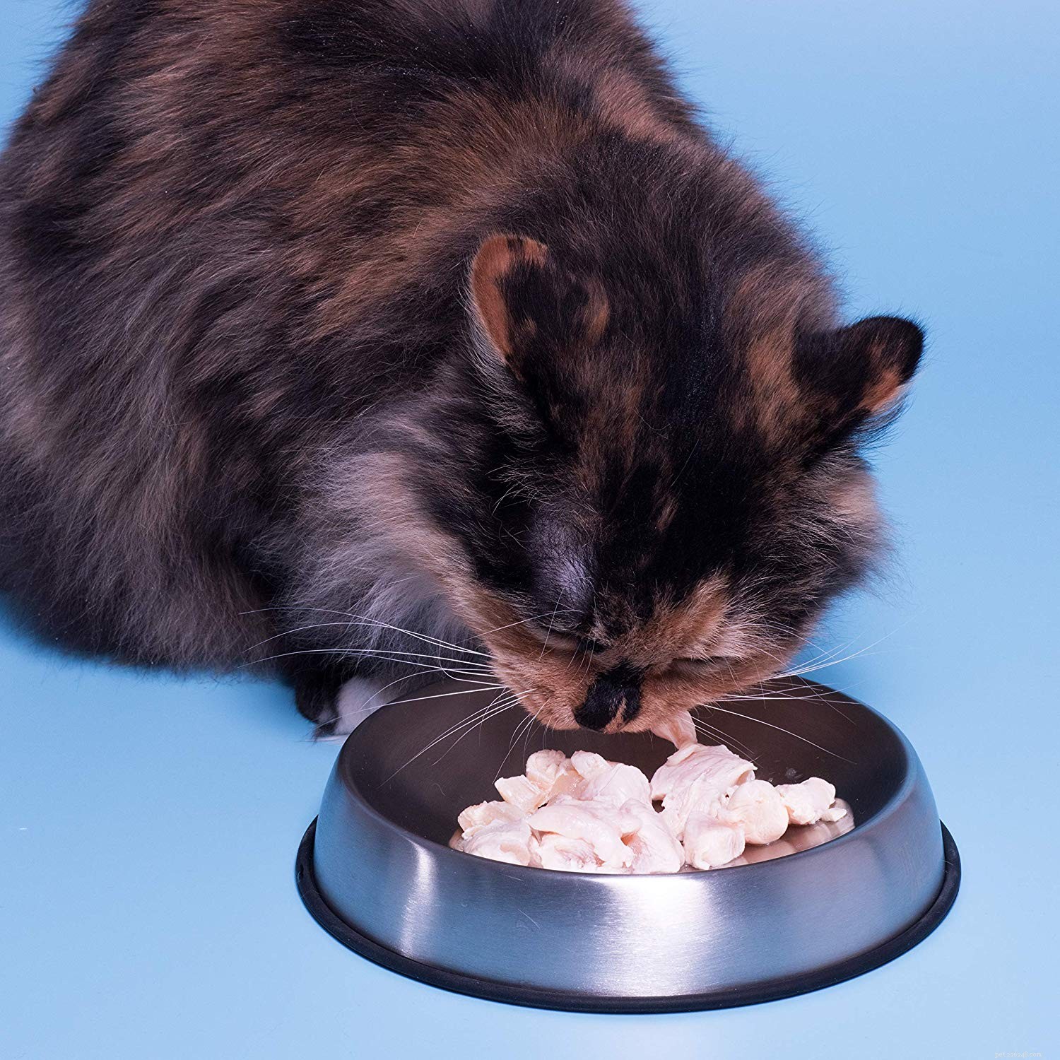 Essential Cat Adoption Supplies: A Complete Buying Guide