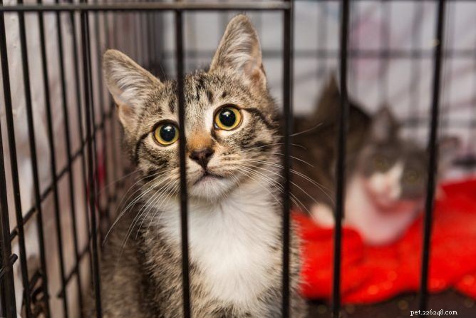 Essential Cat Adoption Supplies: A Complete Buying Guide