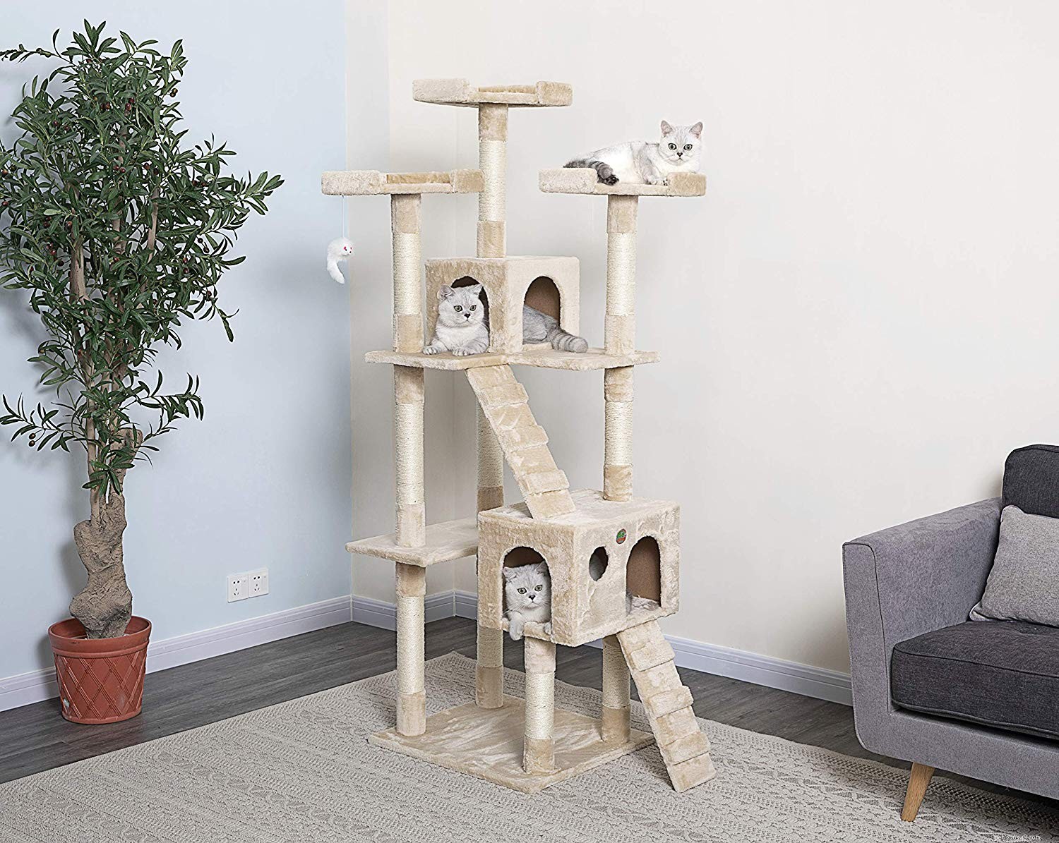 Essential Cat Adoption Supplies: A Complete Buying Guide
