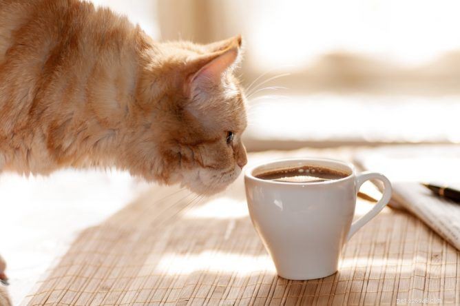 Top 10 Human Foods That Are Poisonous to Cats – Protect Your Feline