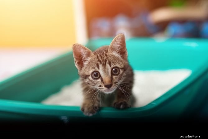 Top Eco-Friendly Cat Litters: Dust‑Free, Safe, and Sustainable