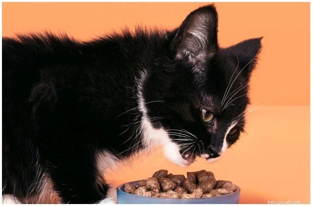 Smalls: Fresh, Cat‑Centric Nutrition Delivered to Your Door