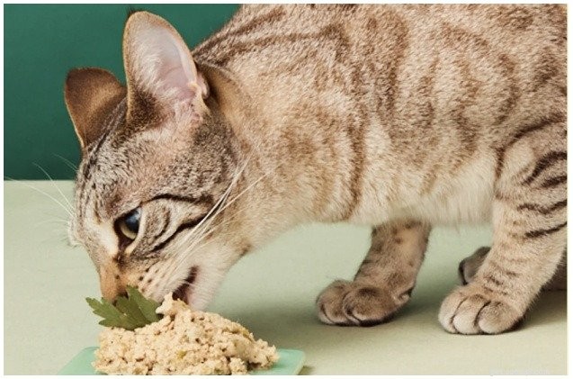 Smalls: Fresh, Cat‑Centric Nutrition Delivered to Your Door