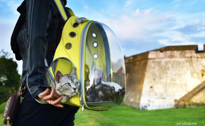 Top-Rated Cat Backpacks: Comfort & Convenience for Your Feline Companion
