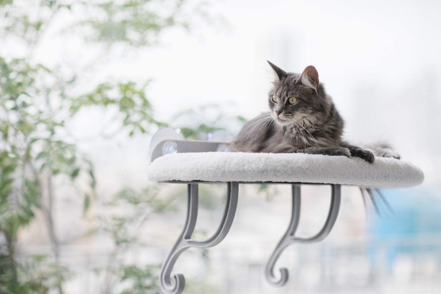 Top Cat Window Perches for Comfort & Curiosity