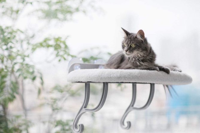Top Cat Window Perches for Comfort & Curiosity