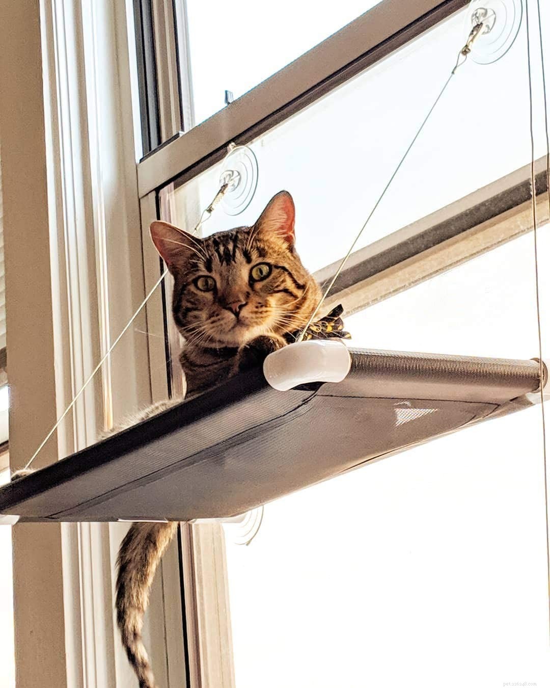 Top Cat Window Perches for Comfort & Curiosity