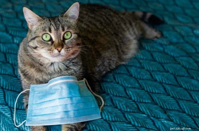 First U.S. Cats Test Positive for COVID-19: USDA Confirms Full Recovery Expected