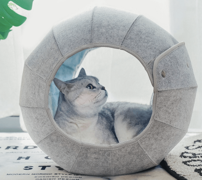 Best Covered Cat Beds for Cozy Comfort