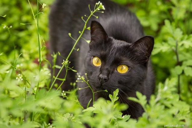 Top 10 Cat Breeds With the Most Stubborn Temperaments