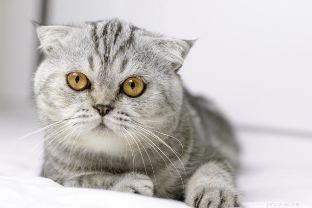 Top 10 Cat Breeds With the Most Stubborn Temperaments