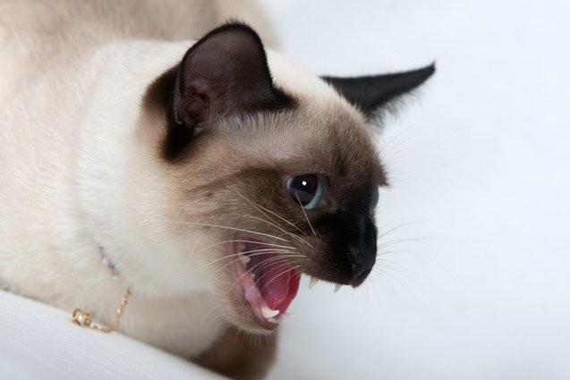Top 10 Cat Breeds With the Most Stubborn Temperaments