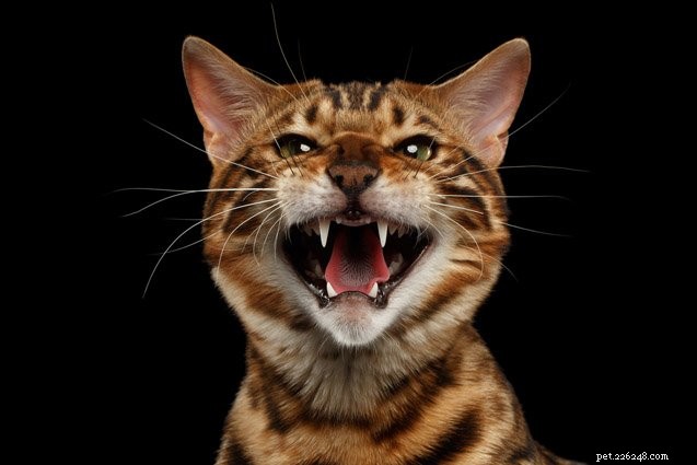 Top 10 Cat Breeds With the Most Stubborn Temperaments
