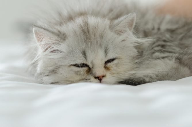 Effective Home Care Tips for Managing Cat Vomiting