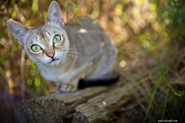 Top 10 Cat Breeds With the Most Stubborn Temperaments