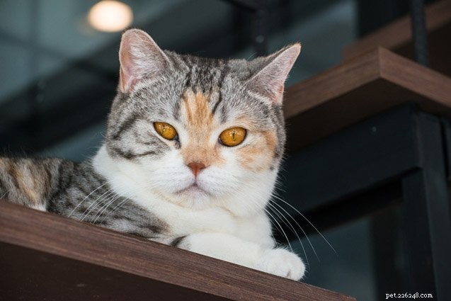 Top 10 Cat Breeds With the Most Stubborn Temperaments