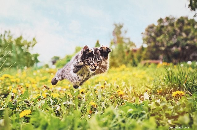 How to Calm a Hyper Kitten: Zen‑Inspired Tips for Tranquil Play