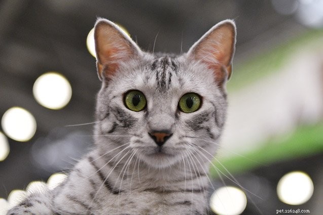 Top 10 Cat Breeds With the Most Stubborn Temperaments