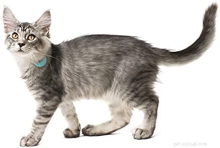 Top GPS Cat Trackers & Collars for Safety and Peace of Mind
