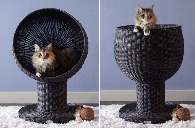 Top 10 Premium Cat Beds for Ultimate Comfort