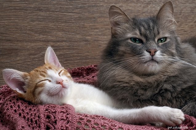 How to Recognize When Your Cat Is Truly Happy