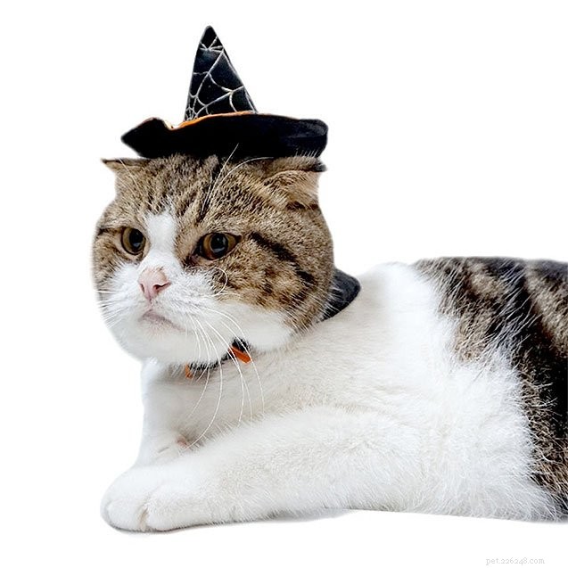 10 Creative Cat Costumes for Halloween: Fun, Easy & Safe