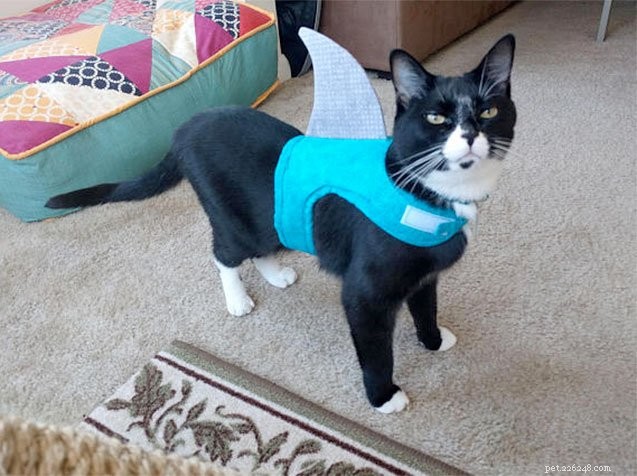 10 Creative Cat Costumes for Halloween: Fun, Easy & Safe