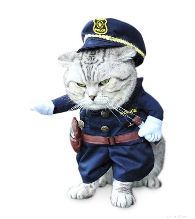 10 Creative Cat Costumes for Halloween: Fun, Easy & Safe