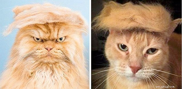10 Creative Cat Costumes for Halloween: Fun, Easy & Safe