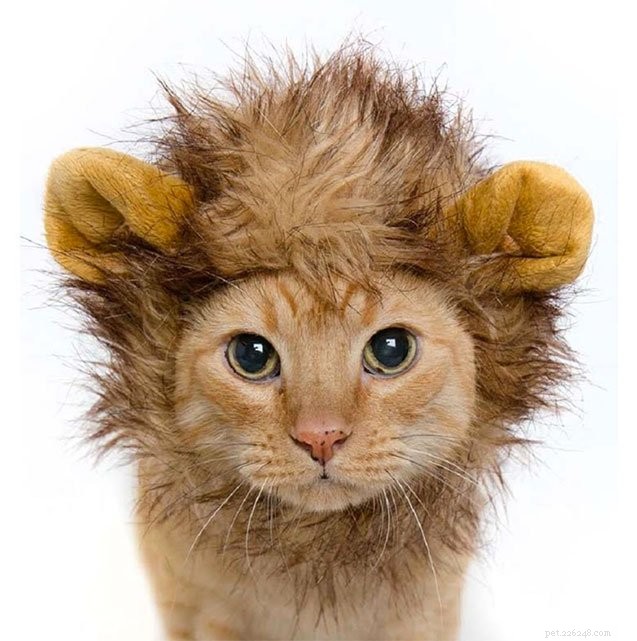 10 Creative Cat Costumes for Halloween: Fun, Easy & Safe