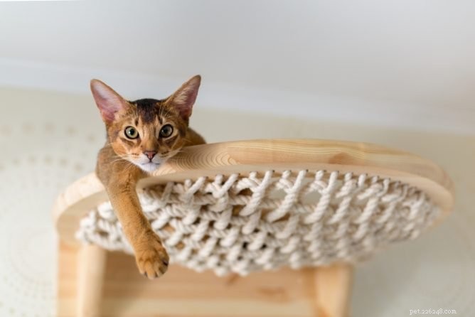 Top Cat Hammocks for Ultimate Comfort & Style