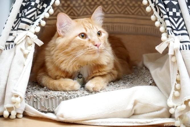 Top Cat Tents: Cozy, Safe, and Stylish Retreats for Your Feline