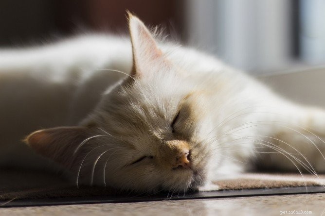 The Science Behind Cats  Love of Sunbathing: Why Warmth Appeals to Them