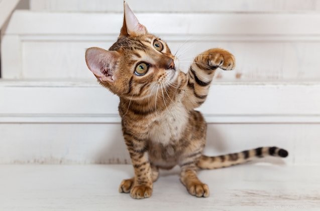 Understanding Umbilical Hernias in Kittens: Symptoms & Care