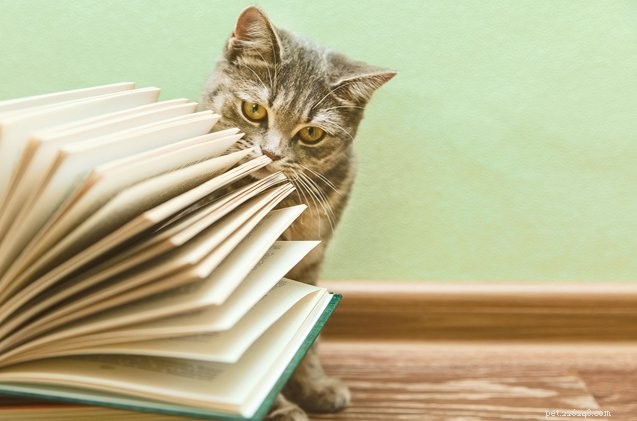 Essential Reading for New Cat Owners: Top 10 Expert‑Recommended Books