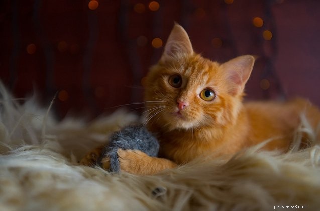 Top 5 Essential Cat Toys for Active, Healthy Pets