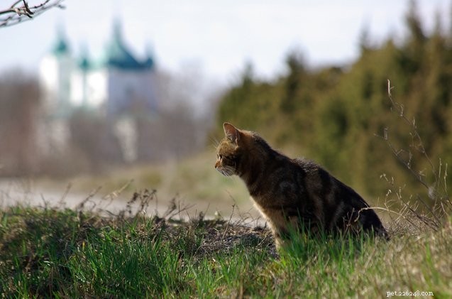 Microchipping Your Cat: Benefits, Risks, and How It Works