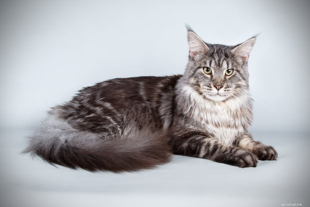 Discover the 10 Largest Domestic Cat Breeds – Majestic, Friendly, and Ready for Your Home