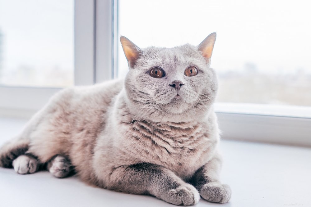 Discover the 10 Largest Domestic Cat Breeds – Majestic, Friendly, and Ready for Your Home