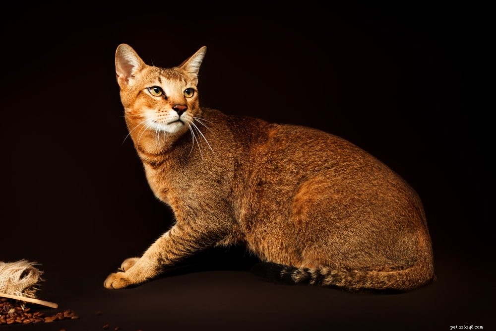 Discover the 10 Largest Domestic Cat Breeds – Majestic, Friendly, and Ready for Your Home