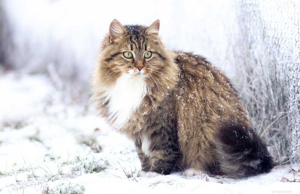 Discover the 10 Largest Domestic Cat Breeds – Majestic, Friendly, and Ready for Your Home