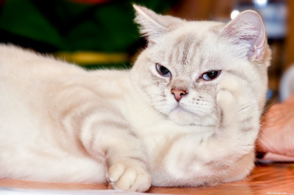 Discover the 10 Largest Domestic Cat Breeds – Majestic, Friendly, and Ready for Your Home