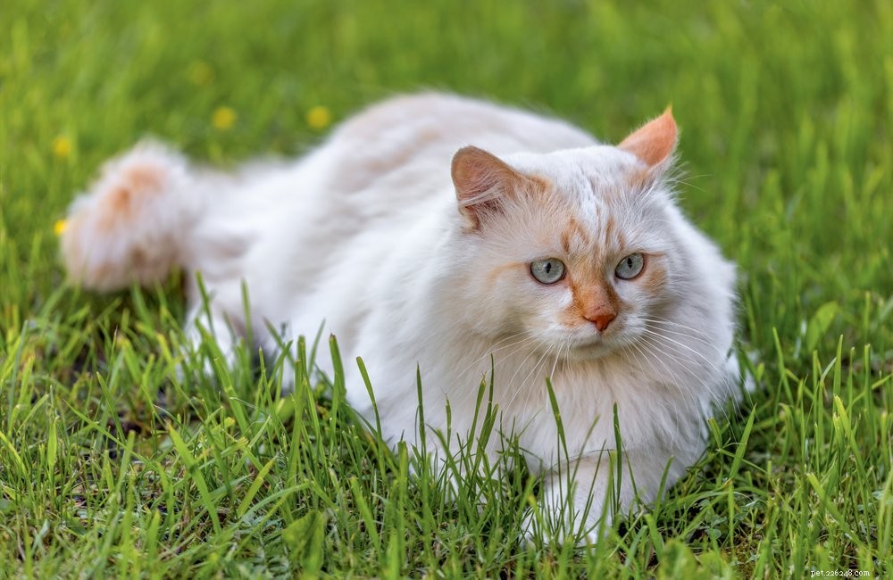 Discover the 10 Largest Domestic Cat Breeds – Majestic, Friendly, and Ready for Your Home
