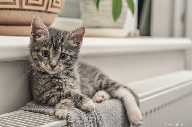 Fix by Five Initiative Sets Updated Spay/Neuter Protocols for Vets