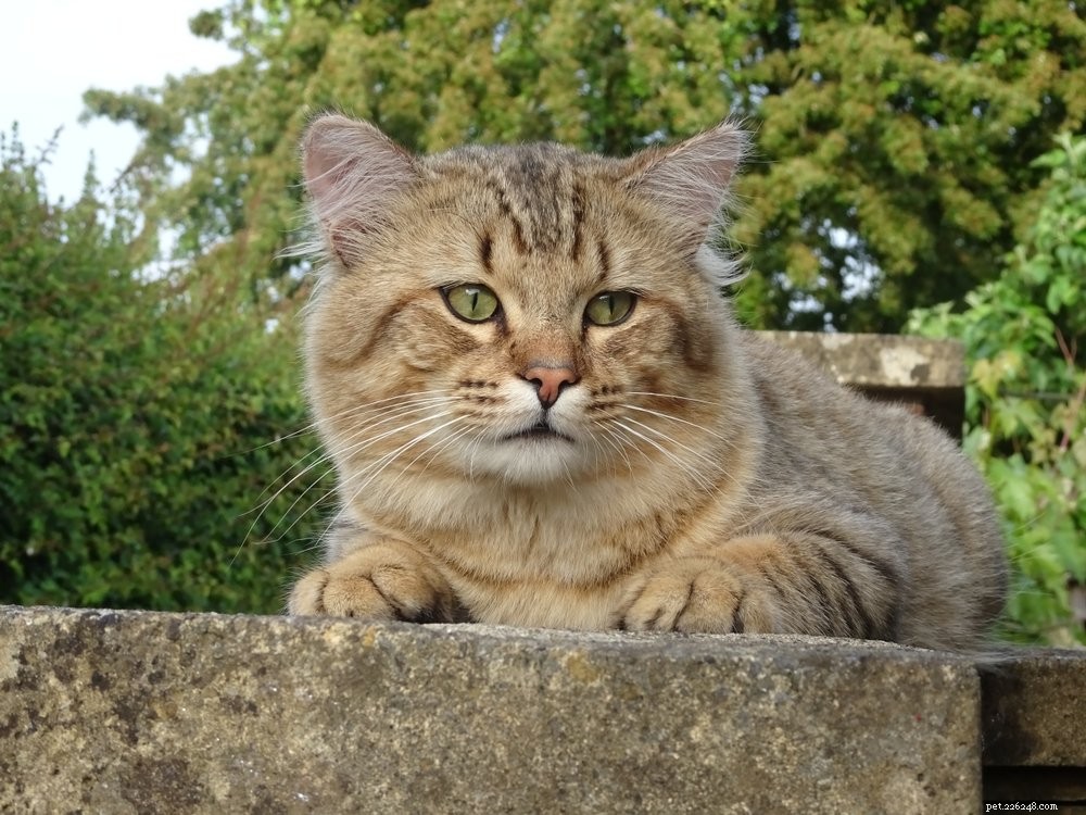 Discover the 10 Largest Domestic Cat Breeds – Majestic, Friendly, and Ready for Your Home